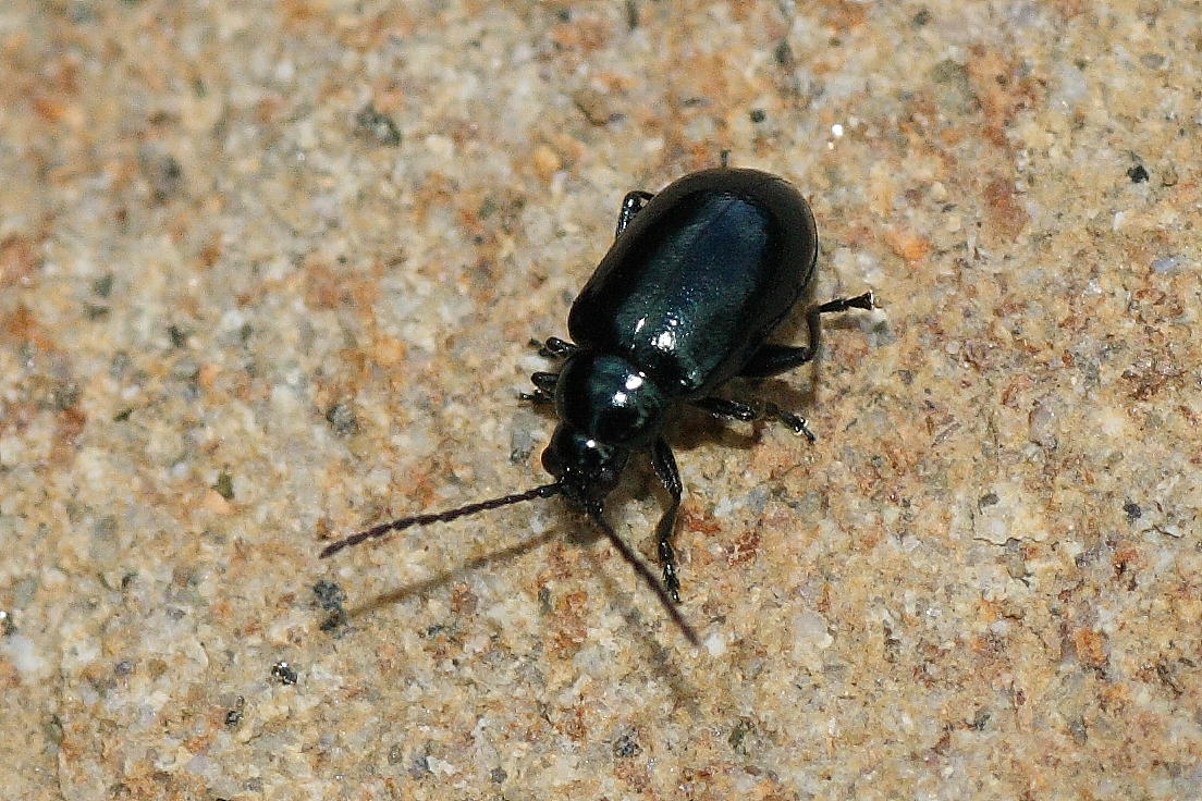Altica sp.