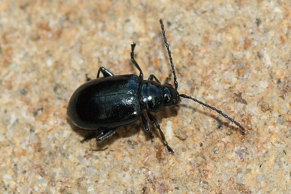 Altica sp.