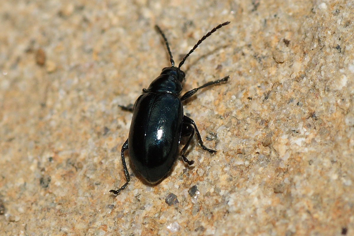 Altica sp.