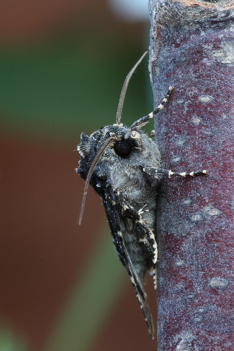 Da identificare : Polymixis serpentina