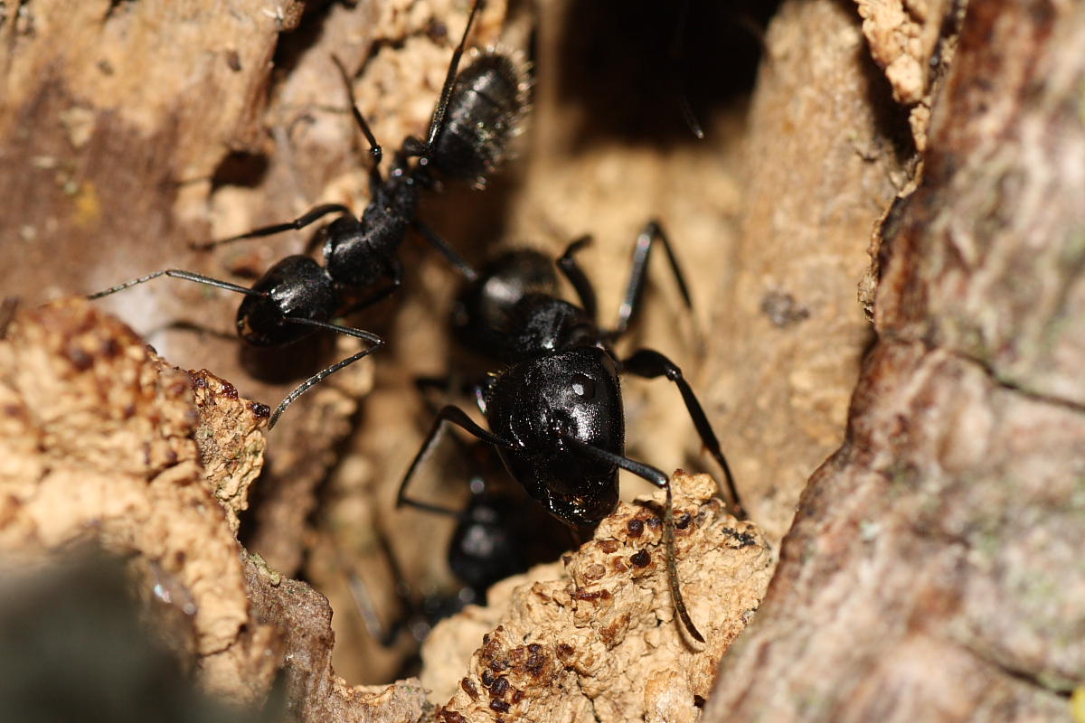 Il guardiano: operaia maggiore di Camponotus vagus