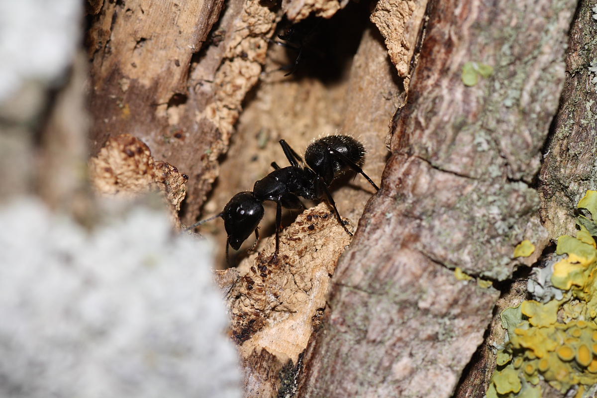 Il guardiano: operaia maggiore di Camponotus vagus