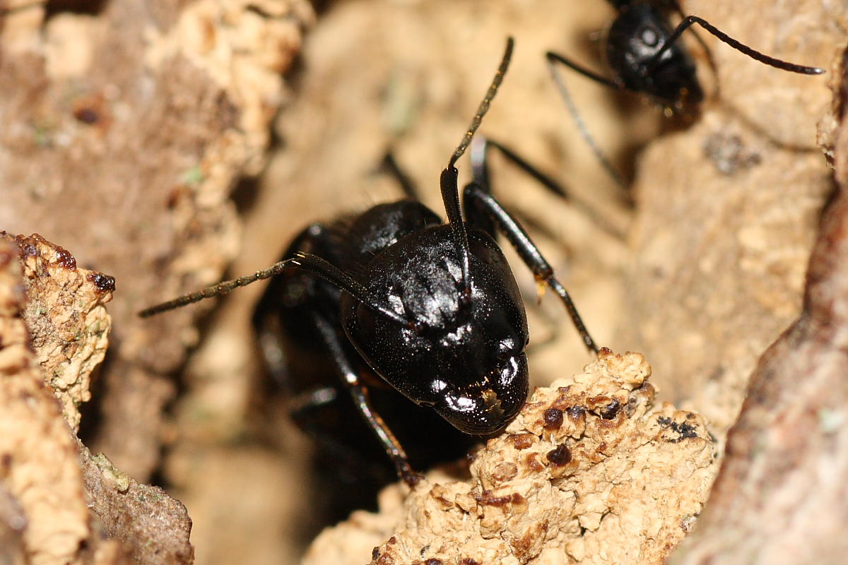Il guardiano: operaia maggiore di Camponotus vagus