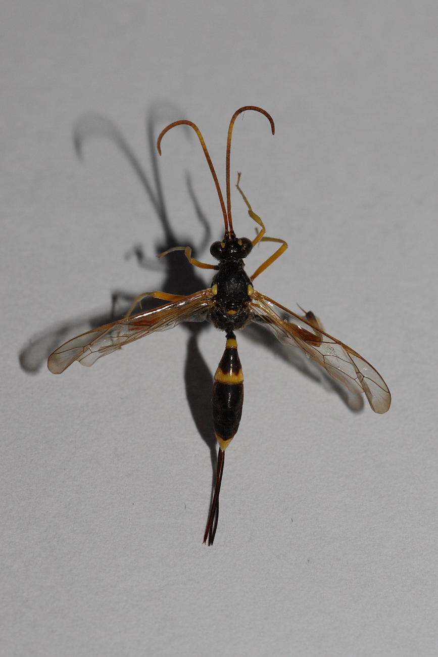 Acrorichnus (Ichneumonidae)