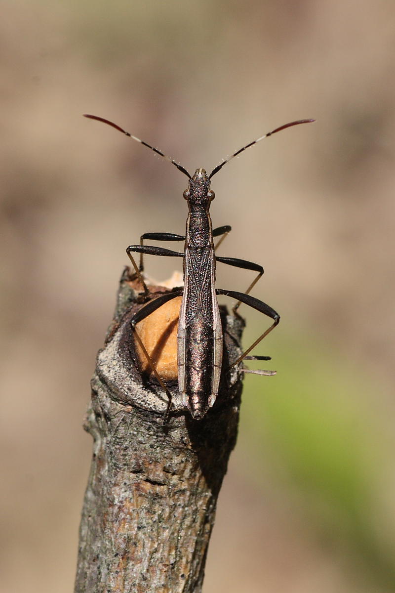 Alydidae: Micrelytra fossularum delle Marche (AN)