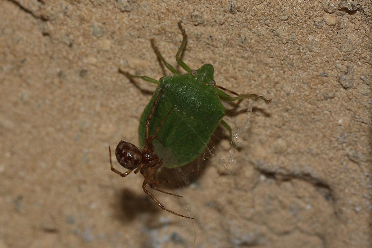 Steatoda triangulosa vs Nezara viridula