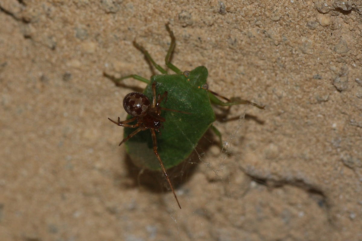 Steatoda triangulosa vs Nezara viridula