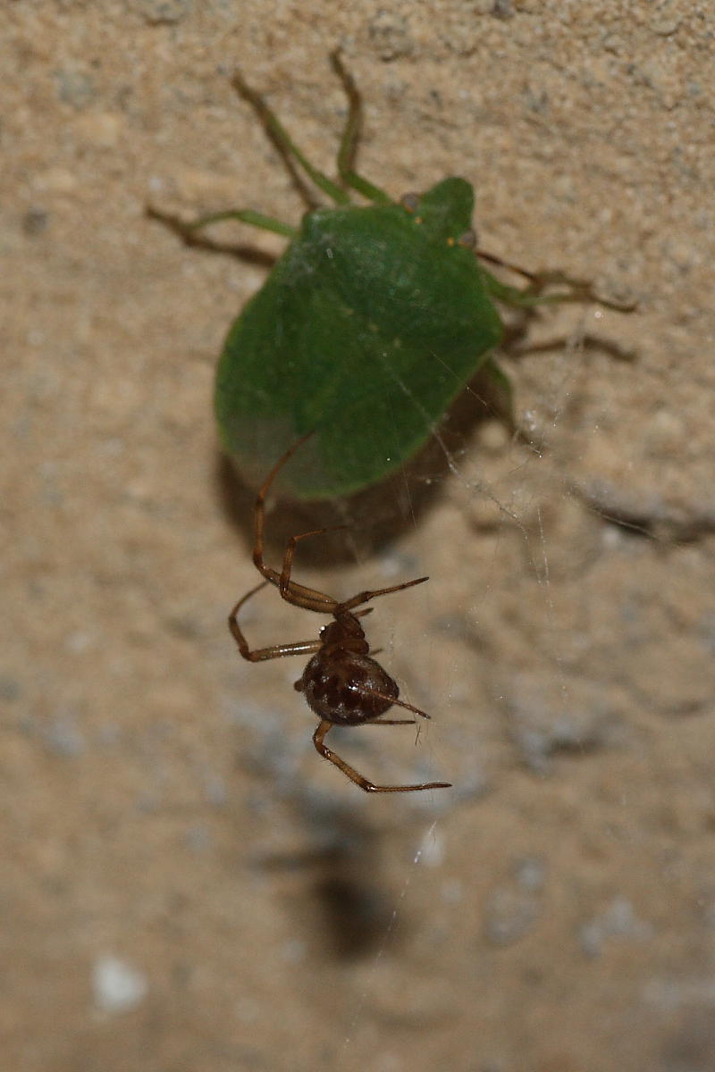 Steatoda triangulosa vs Nezara viridula