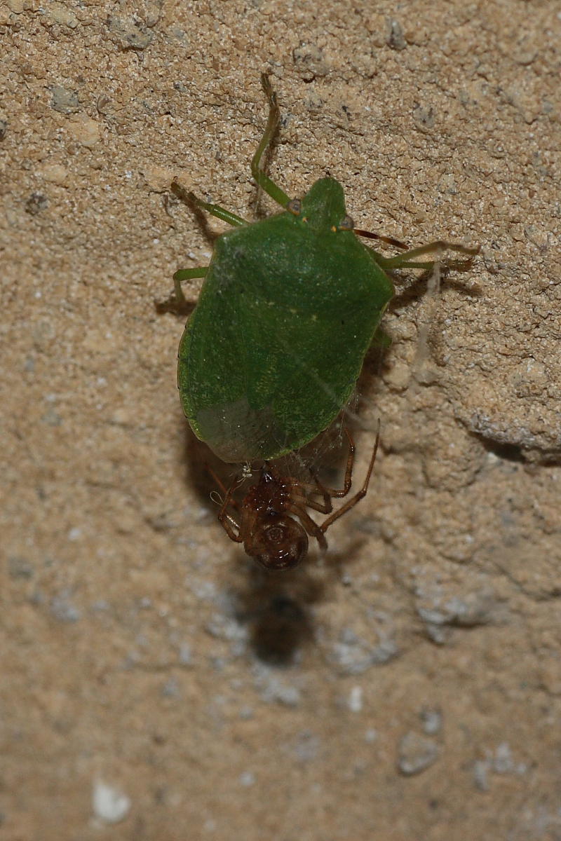 Steatoda triangulosa vs Nezara viridula