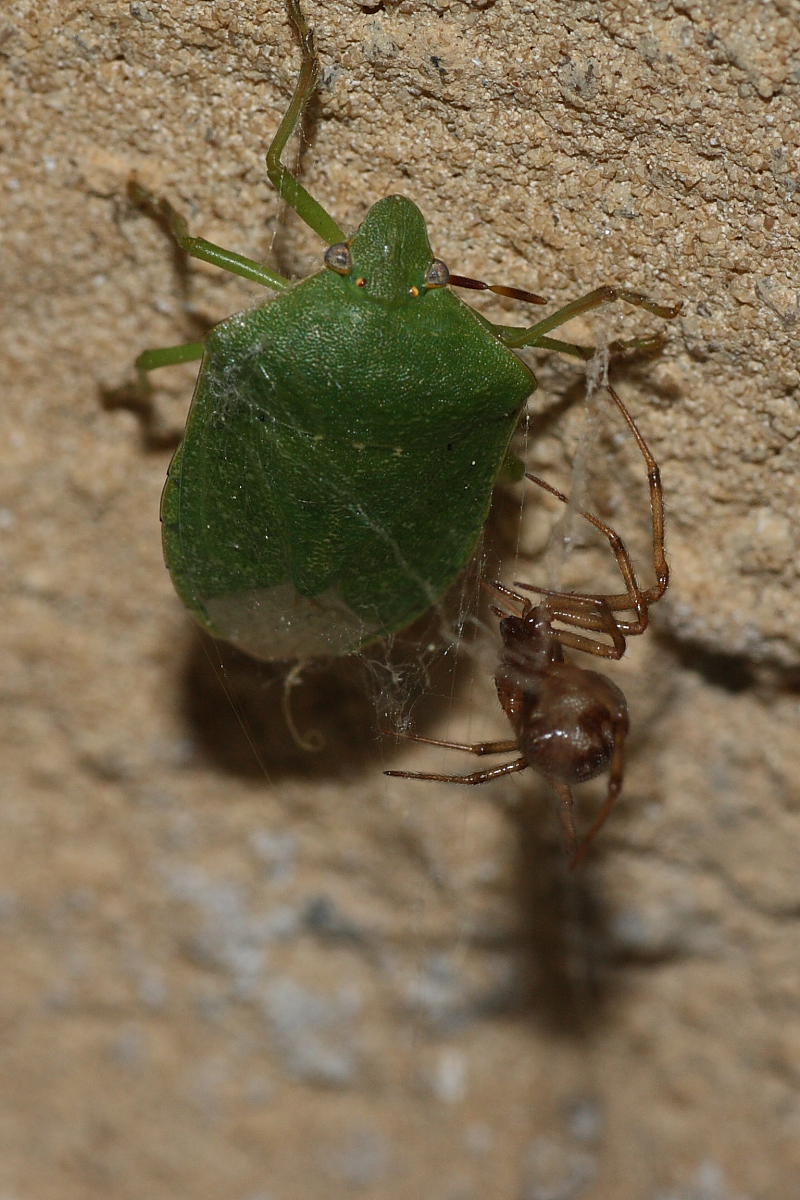 Steatoda triangulosa vs Nezara viridula