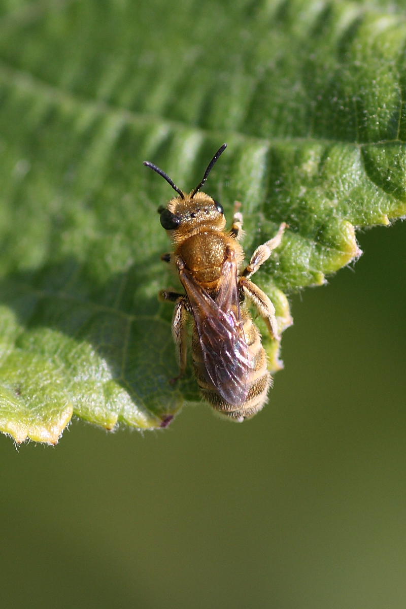Halictus (Vestitohalictus) cfr. pollinosus