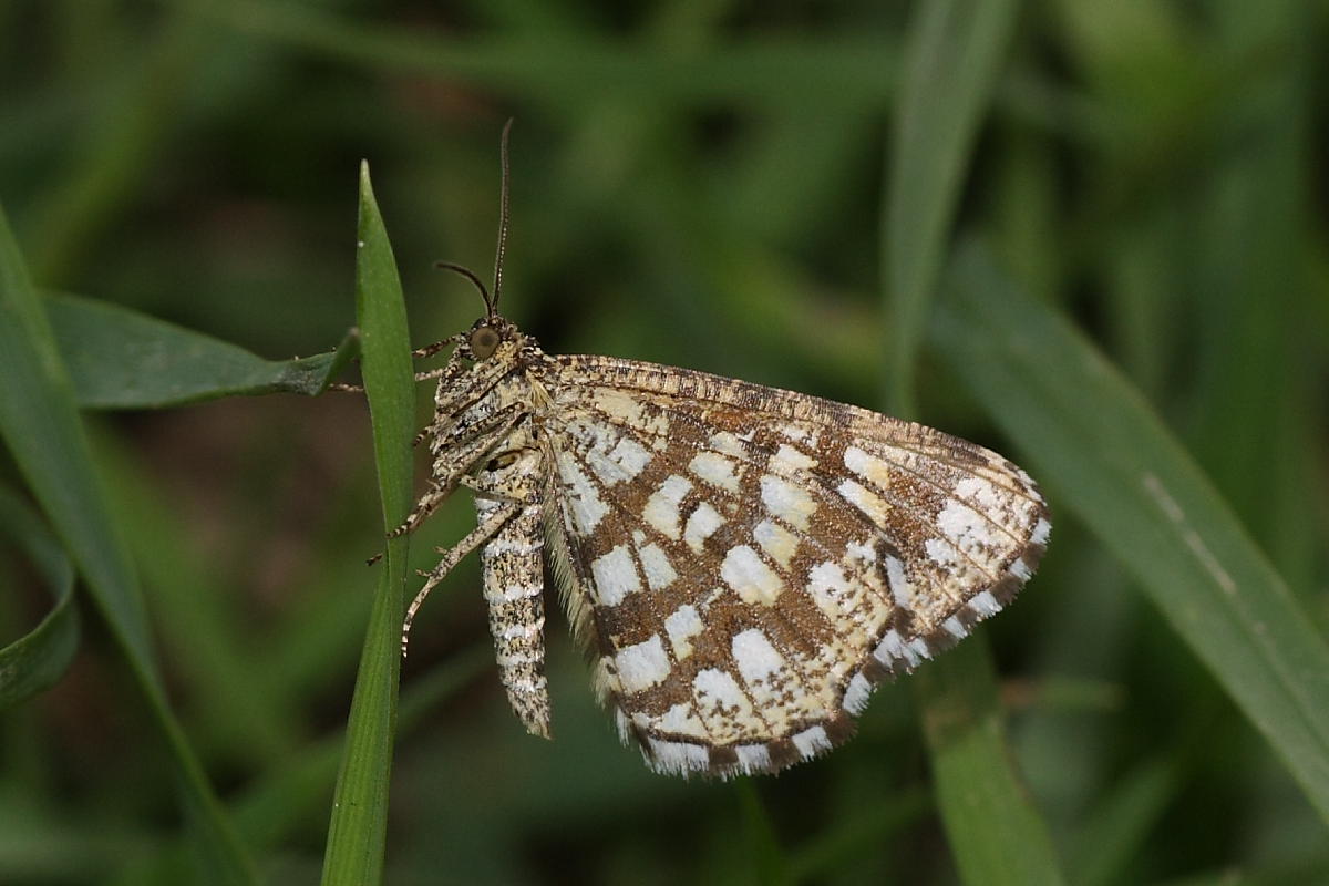 Da identificare - Chiasmia clathrata