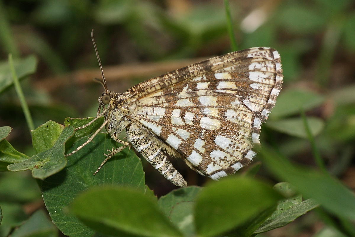 Da identificare - Chiasmia clathrata