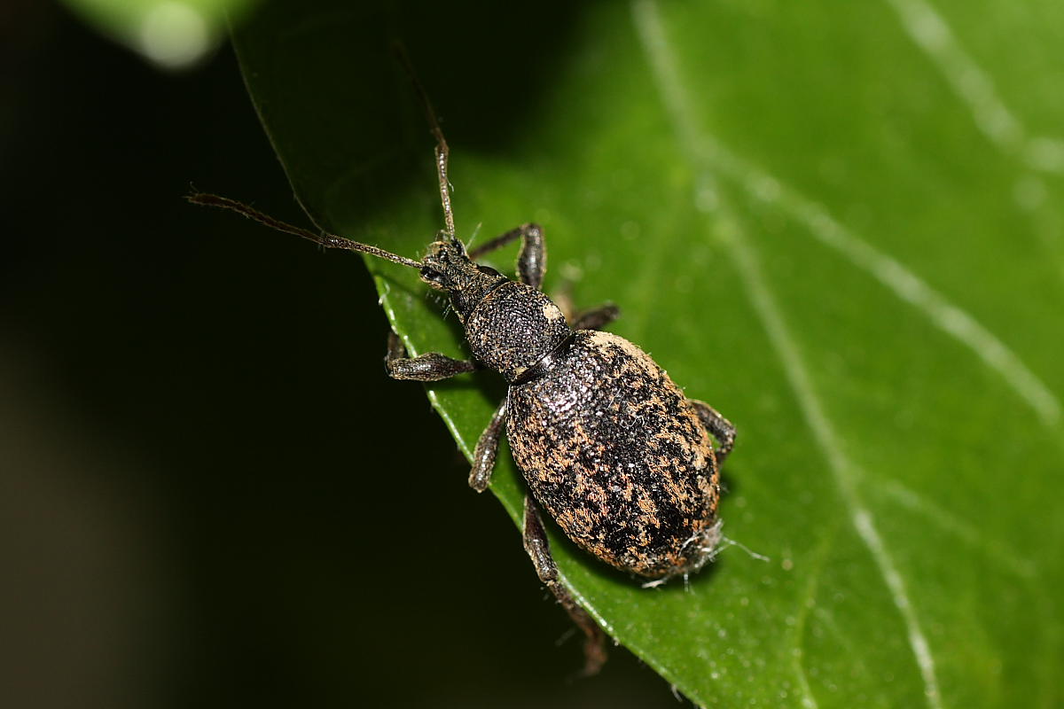 Otiorhynchus cfr aurifer