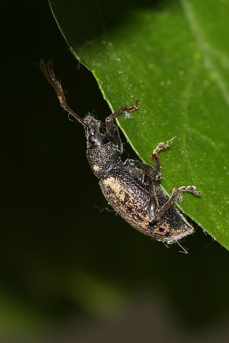 Otiorhynchus cfr aurifer