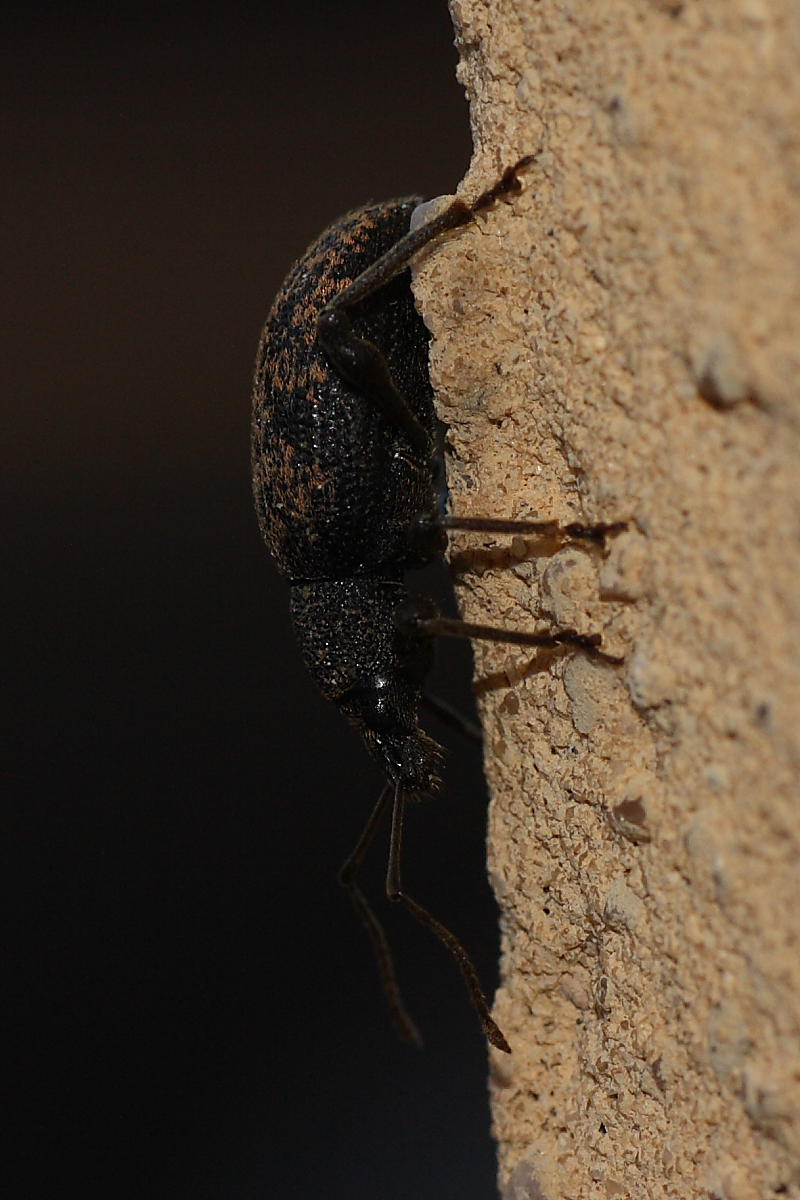 Otiorhynchus cfr aurifer