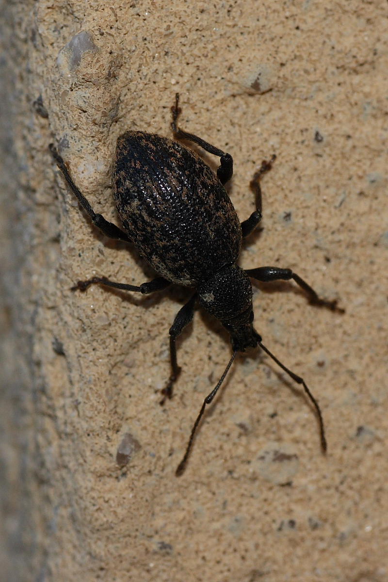 Otiorhynchus cfr aurifer