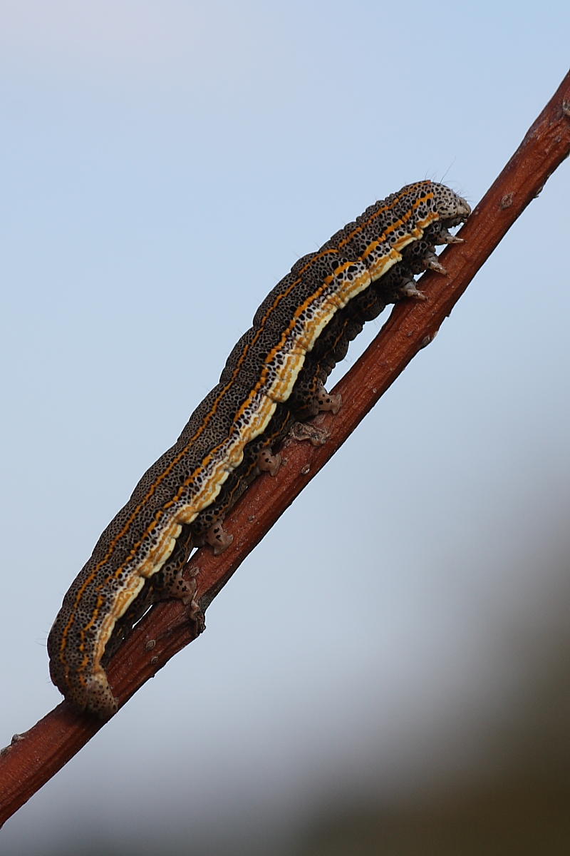 Da identificare - Aedia leucomelas