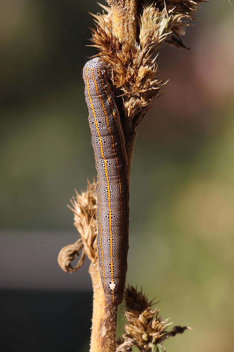 Da identificare - Aedia leucomelas