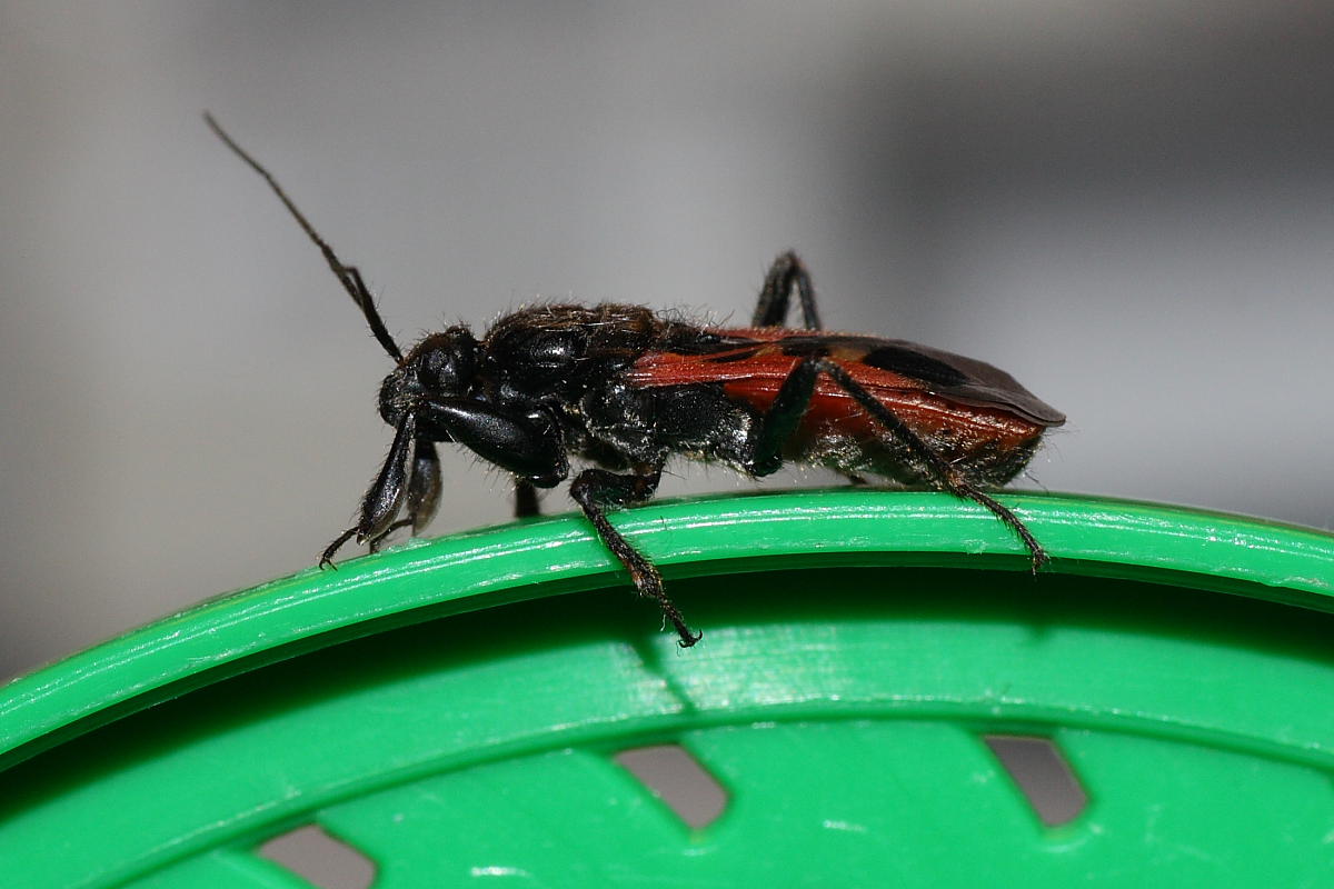 Reduviidae: Peirates hybridus  delle Marche (AN)