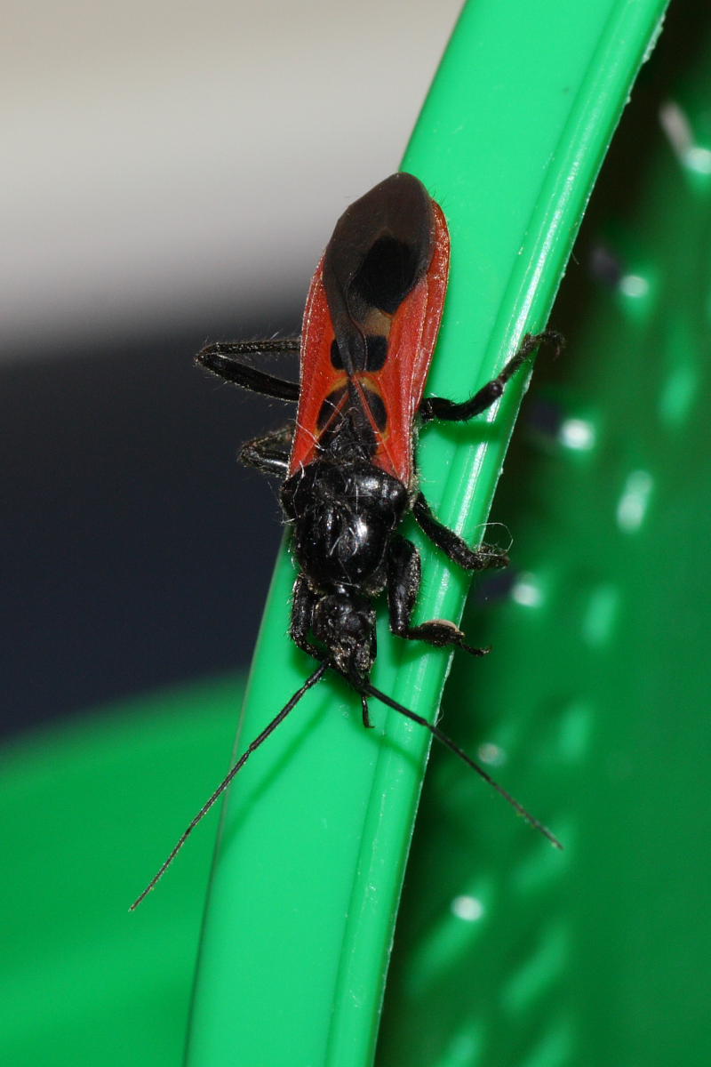 Reduviidae: Peirates hybridus  delle Marche (AN)