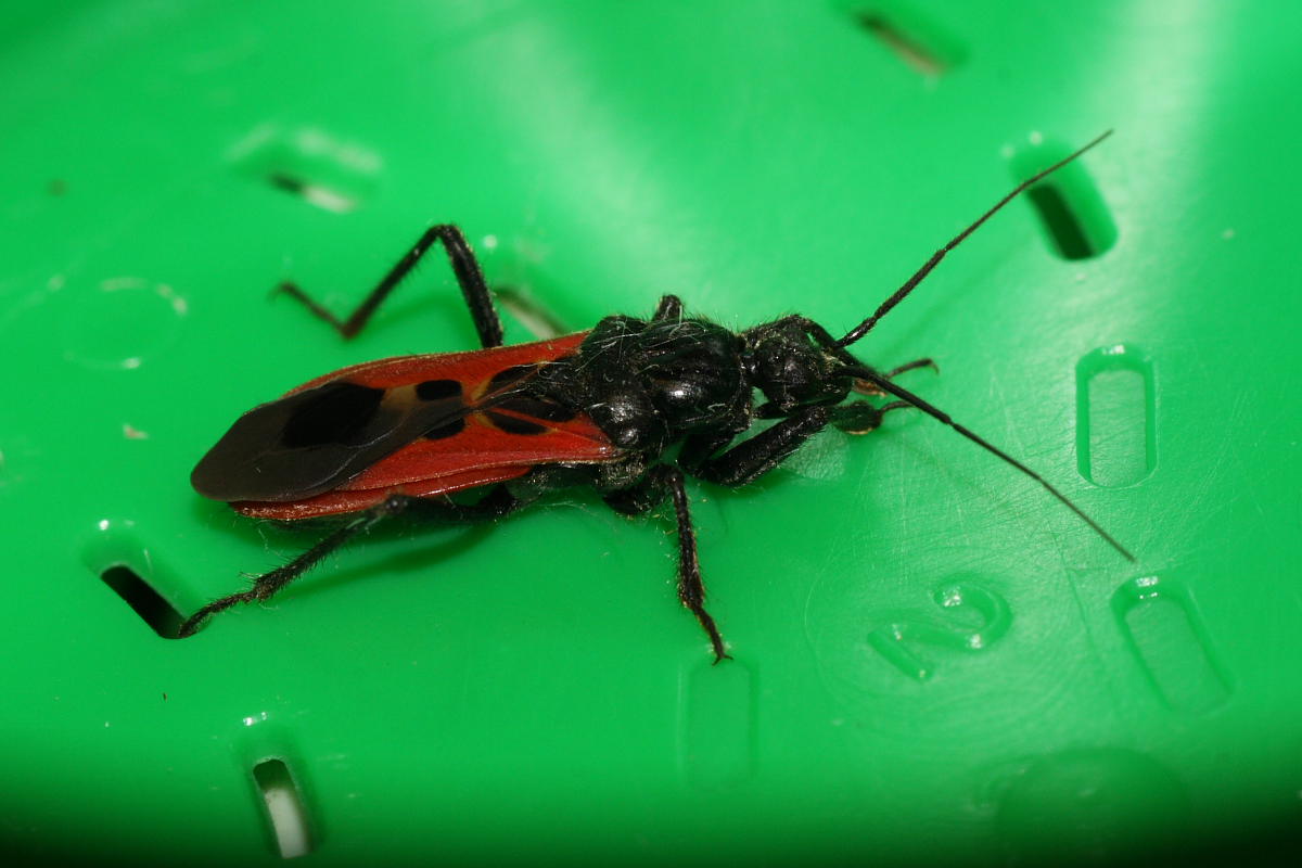 Reduviidae: Peirates hybridus  delle Marche (AN)