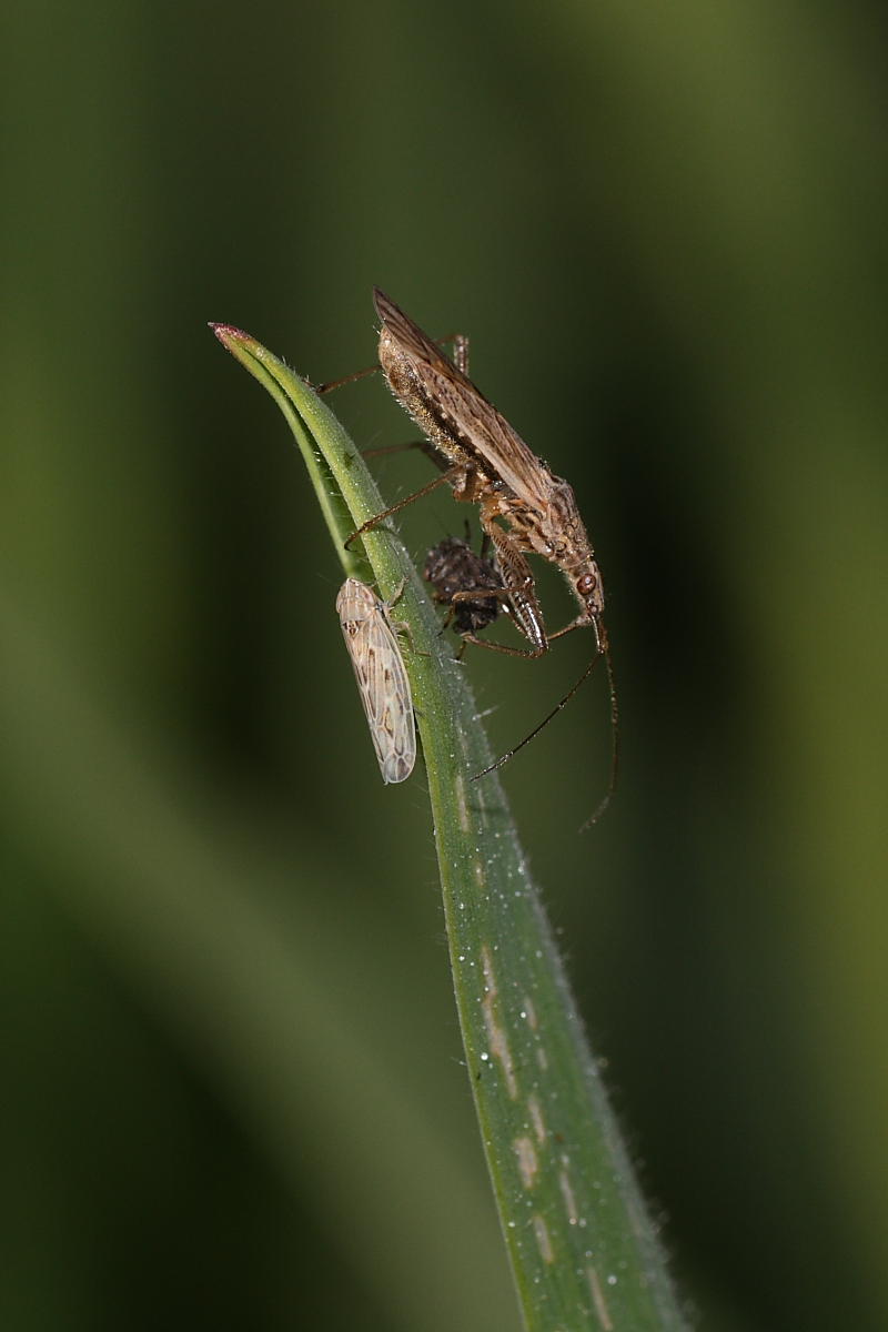Nabidae: Nabis sp. , gruppo punctatus/pseudoferus di Ancona