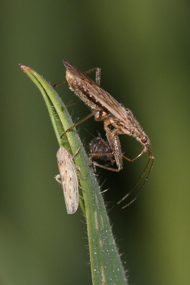 Nabidae: Nabis sp. , gruppo punctatus/pseudoferus di Ancona