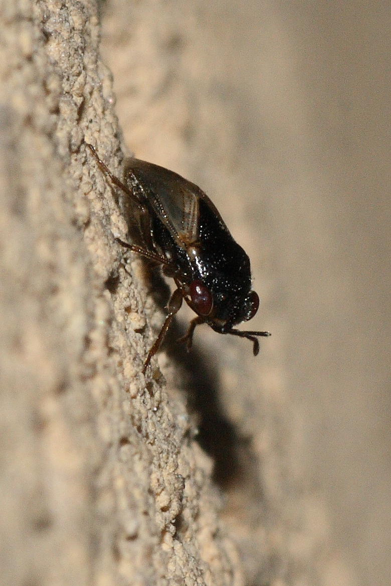 Geocoris pallidipennis  o megacephalus?