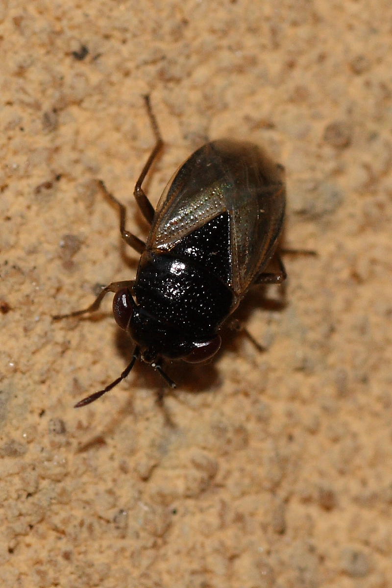 Geocoris pallidipennis  o megacephalus?