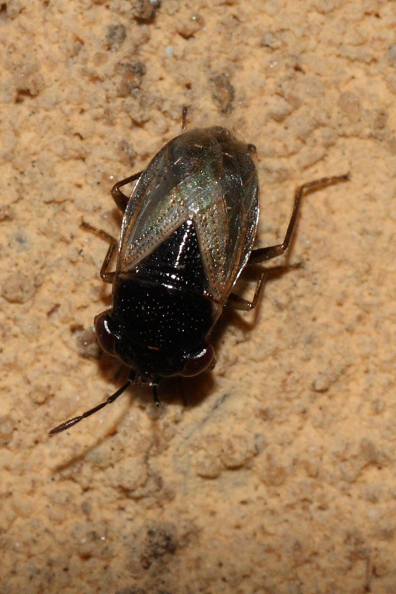 Geocoris pallidipennis  o megacephalus?