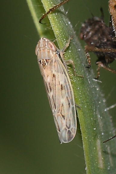 Psammotettix sp.