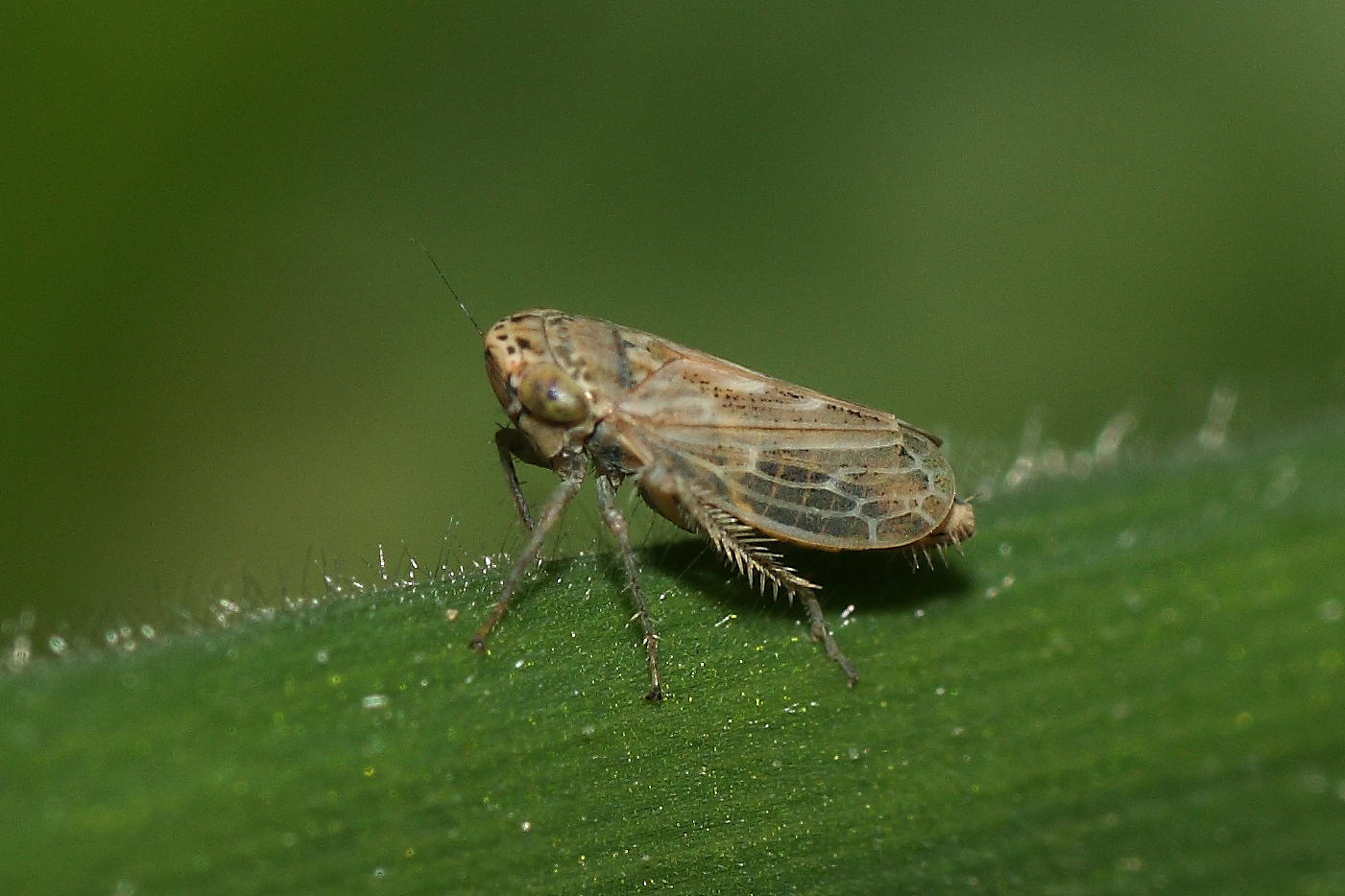 Euscelis sp.