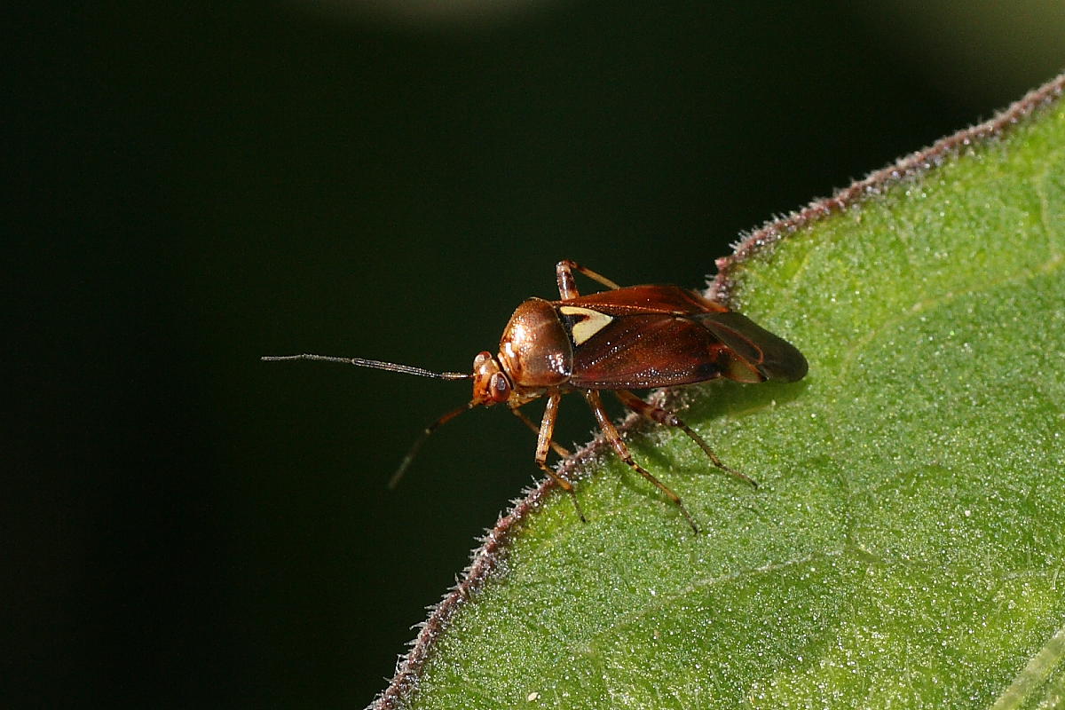 Miridae: Lygus pratensis dei dintorni di Ancona