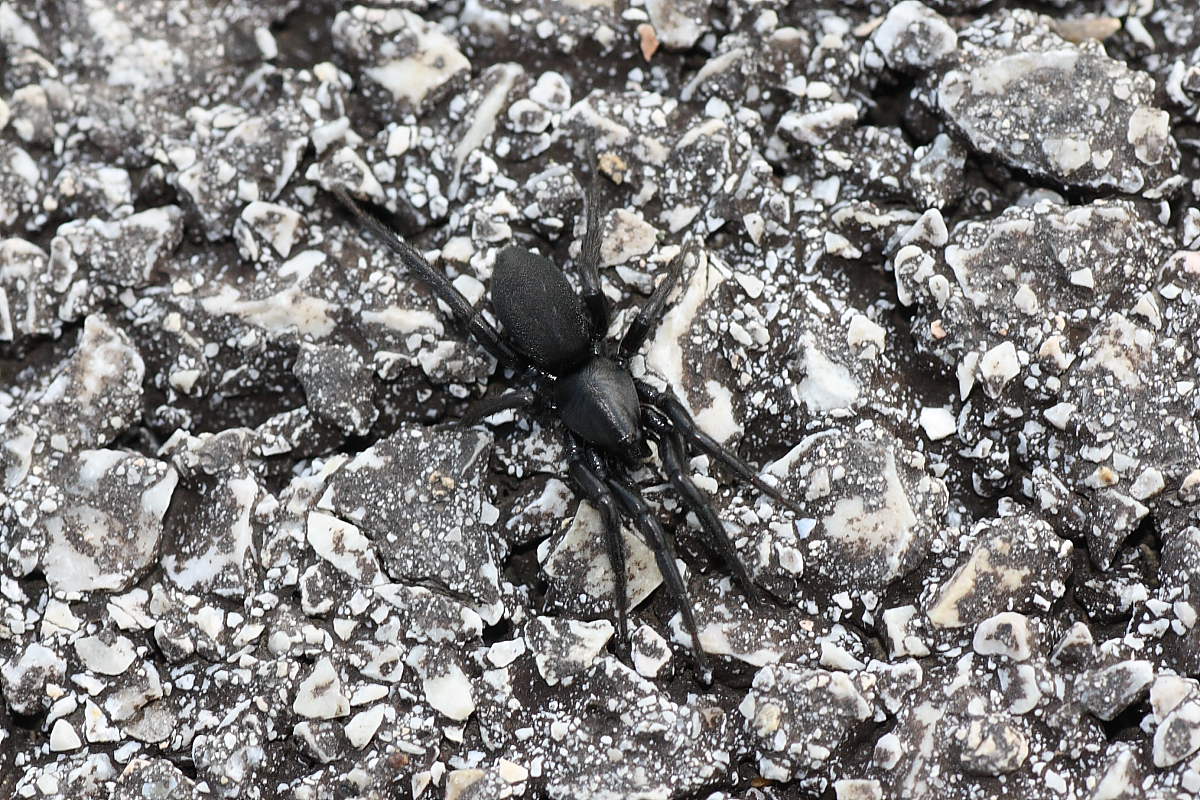 Gnaphosidae