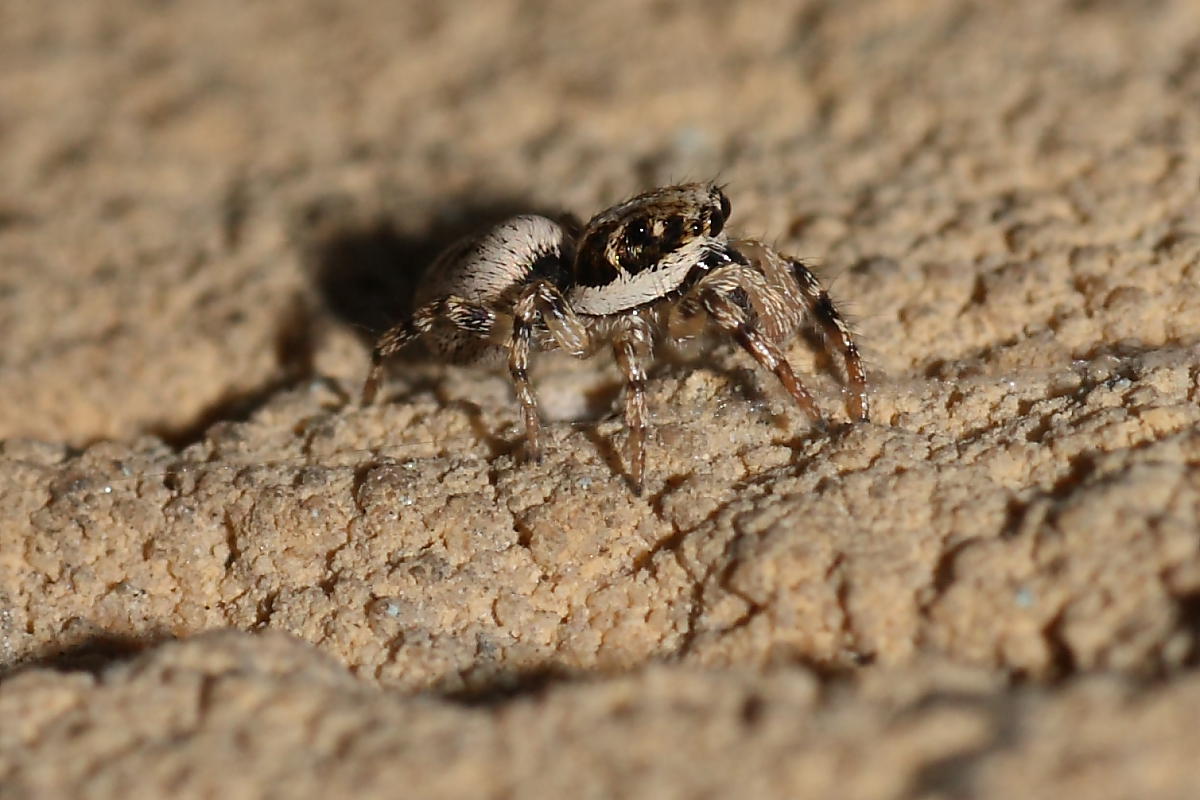 Salticus mutabilis