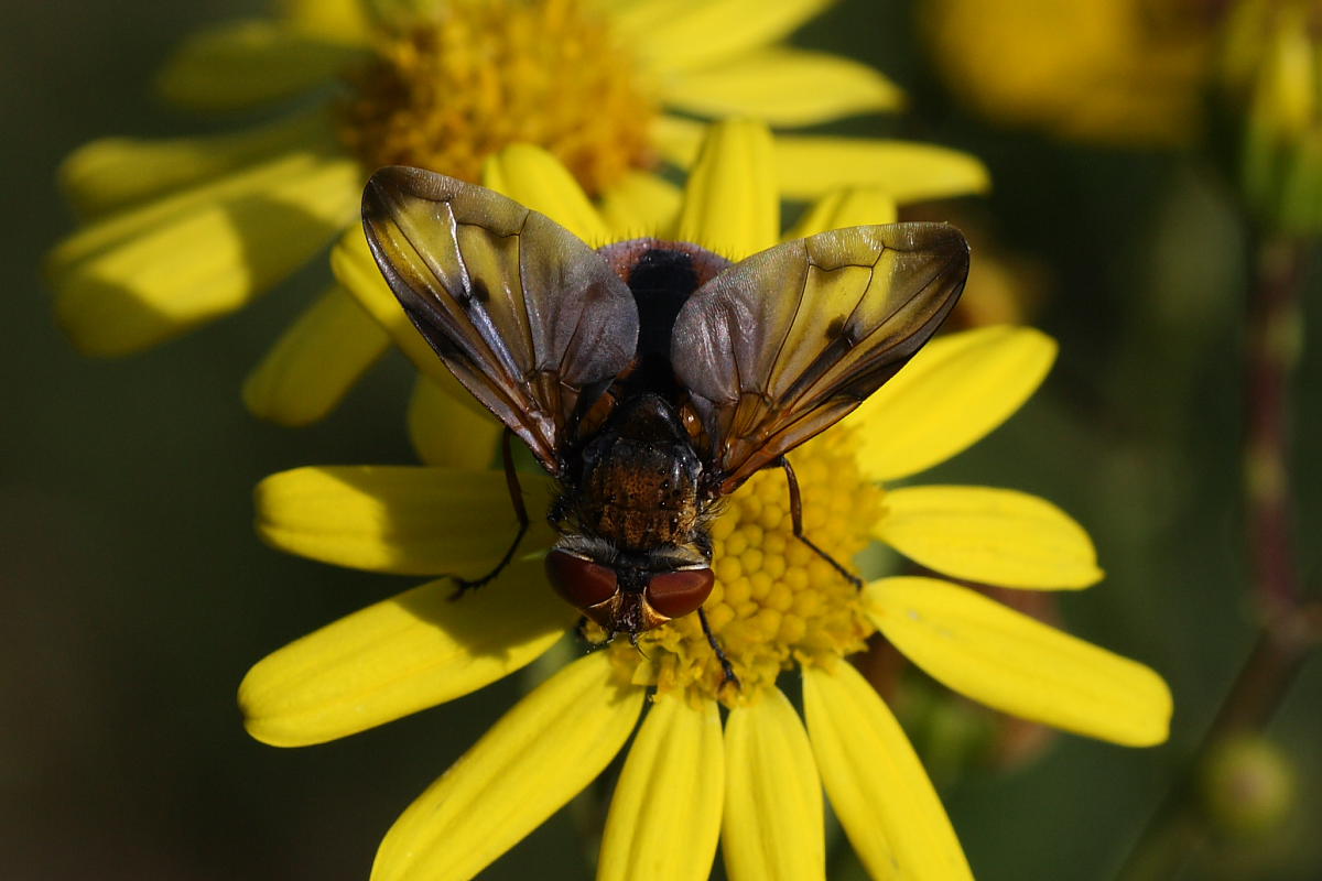 Ectophasia crassipennis (Tachinidae)