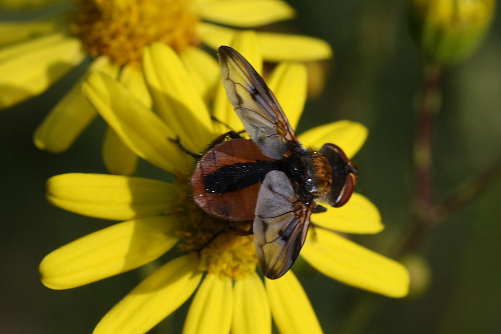 Ectophasia crassipennis (Tachinidae)