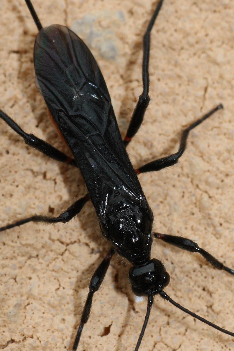 Braconidae?