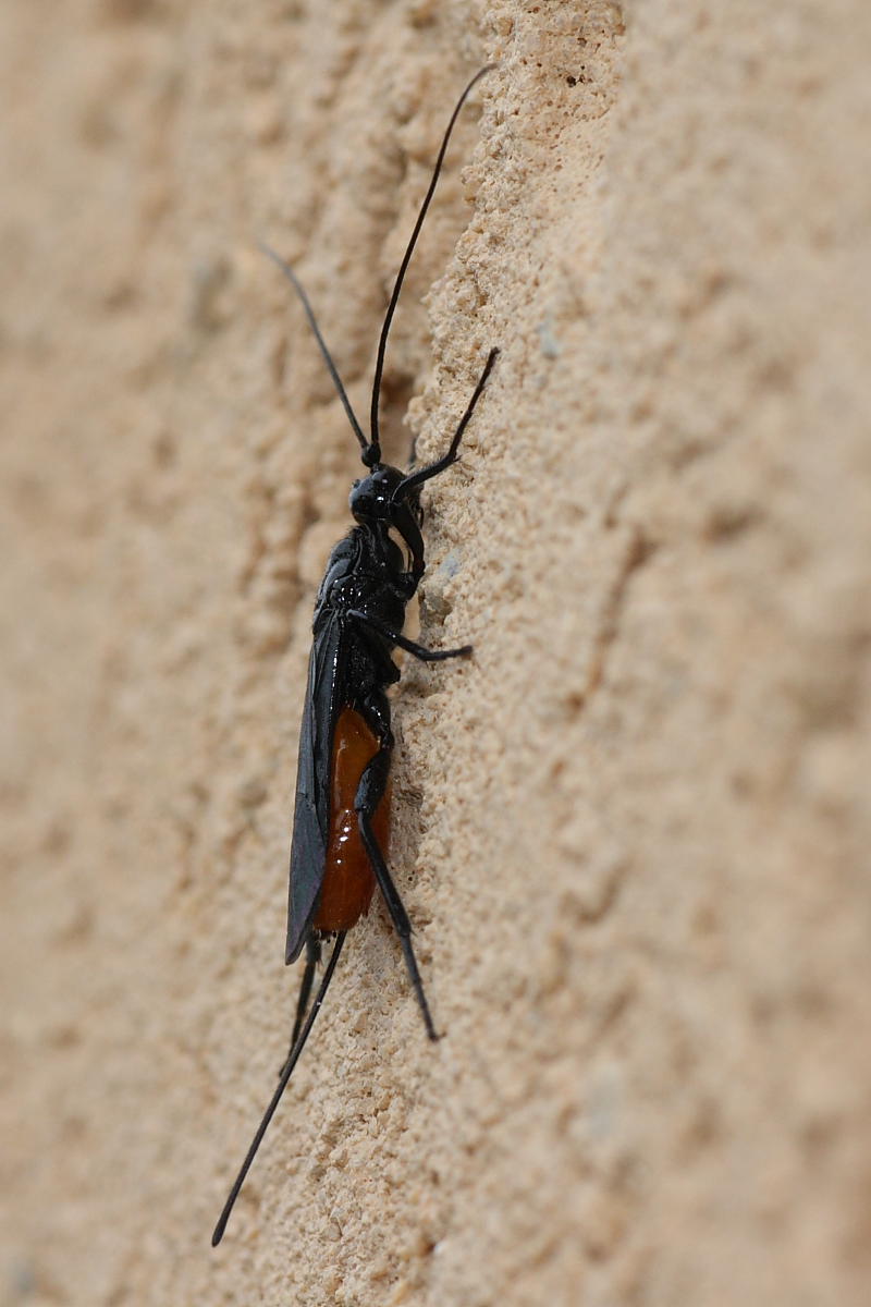 Braconidae?