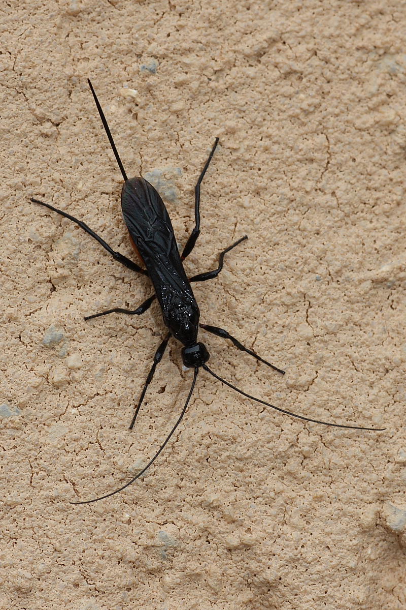 Braconidae?