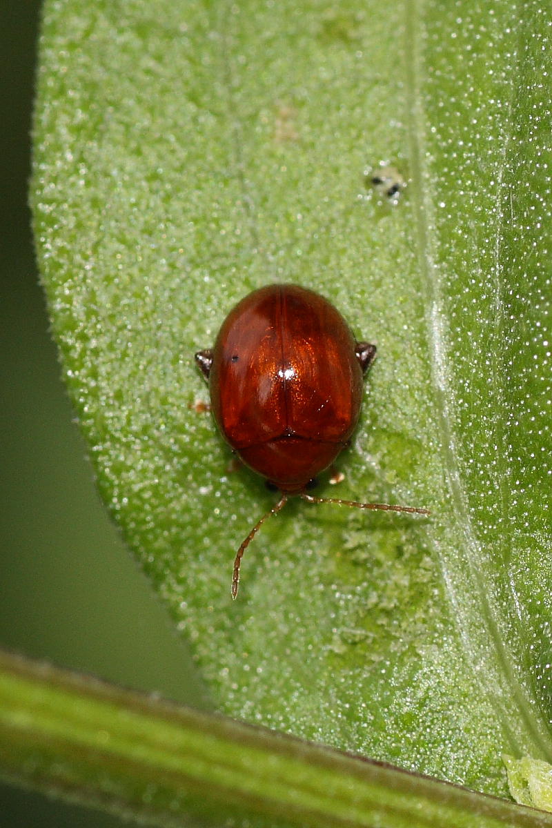 Sphaeroderma rubidum (Chrysomelidae) in copula