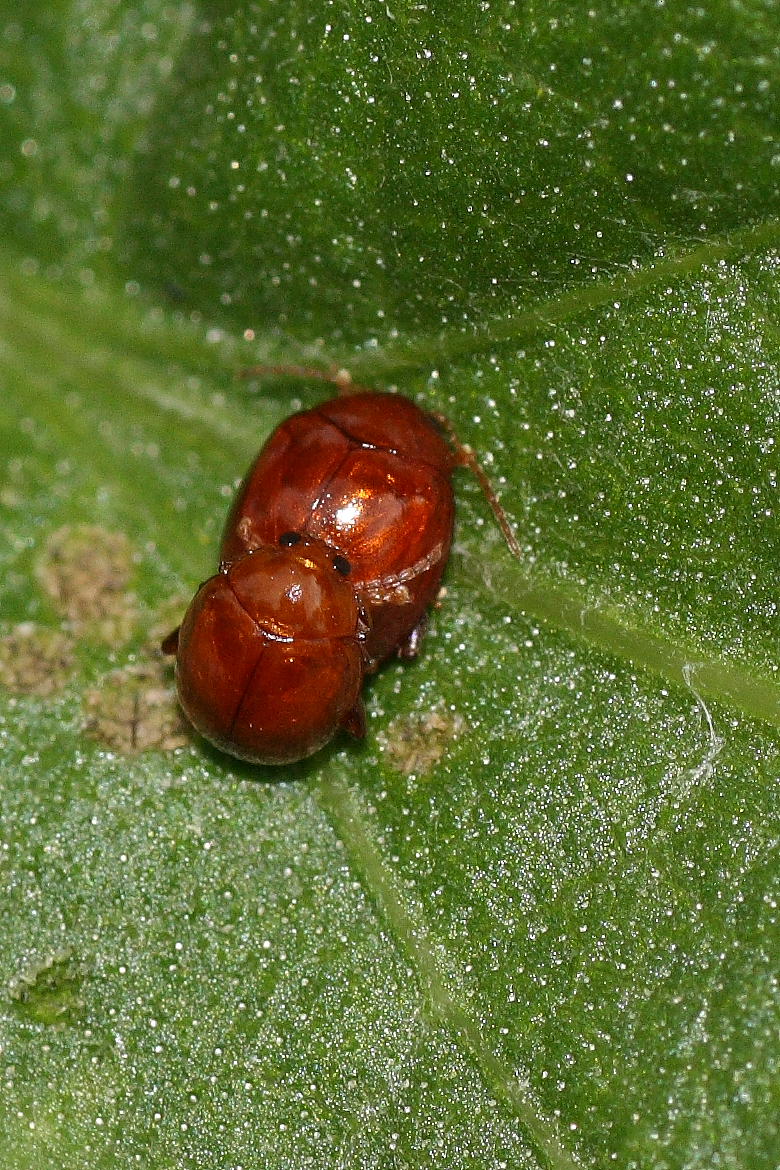 Sphaeroderma rubidum (Chrysomelidae) in copula