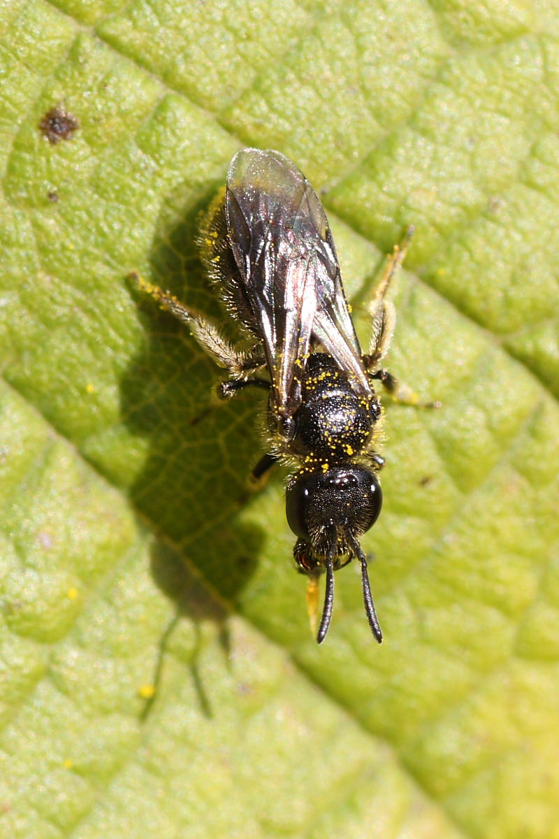 Femmina di Lasioglossum che emette una goccia dalla bocca