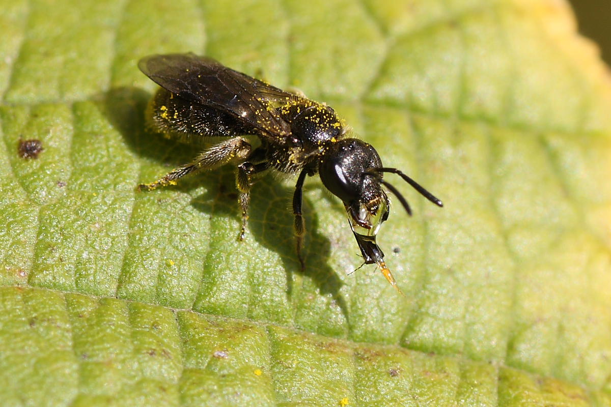 Femmina di Lasioglossum che emette una goccia dalla bocca