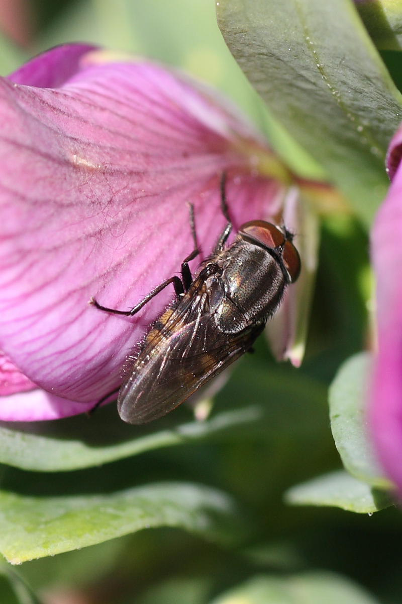 Stomorhina lunata?