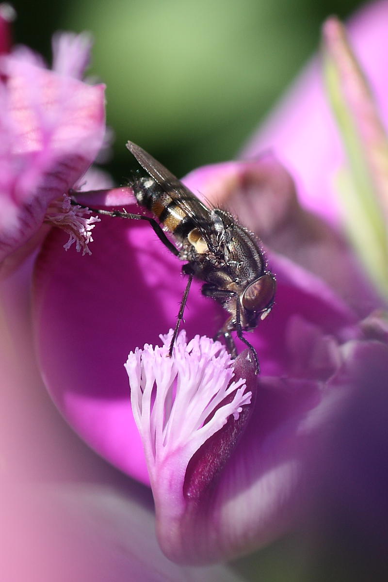 Stomorhina lunata?