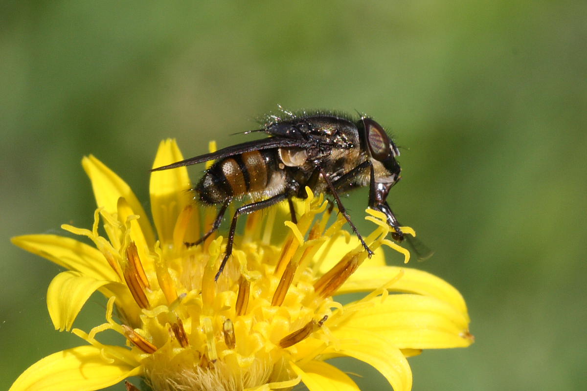Stomorhina lunata?