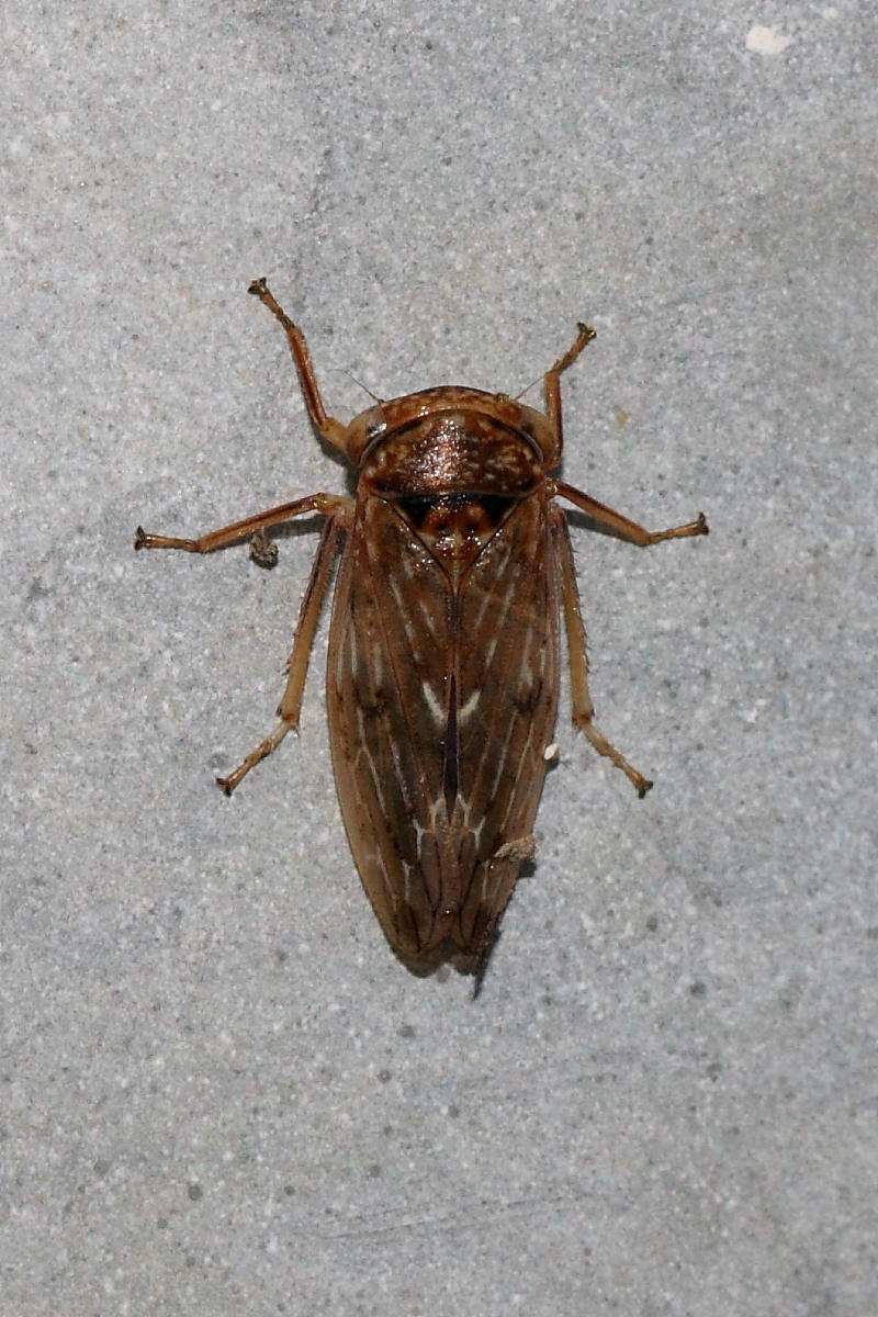 Da identificare: Rhytidodus decimusquartus dalle Marche