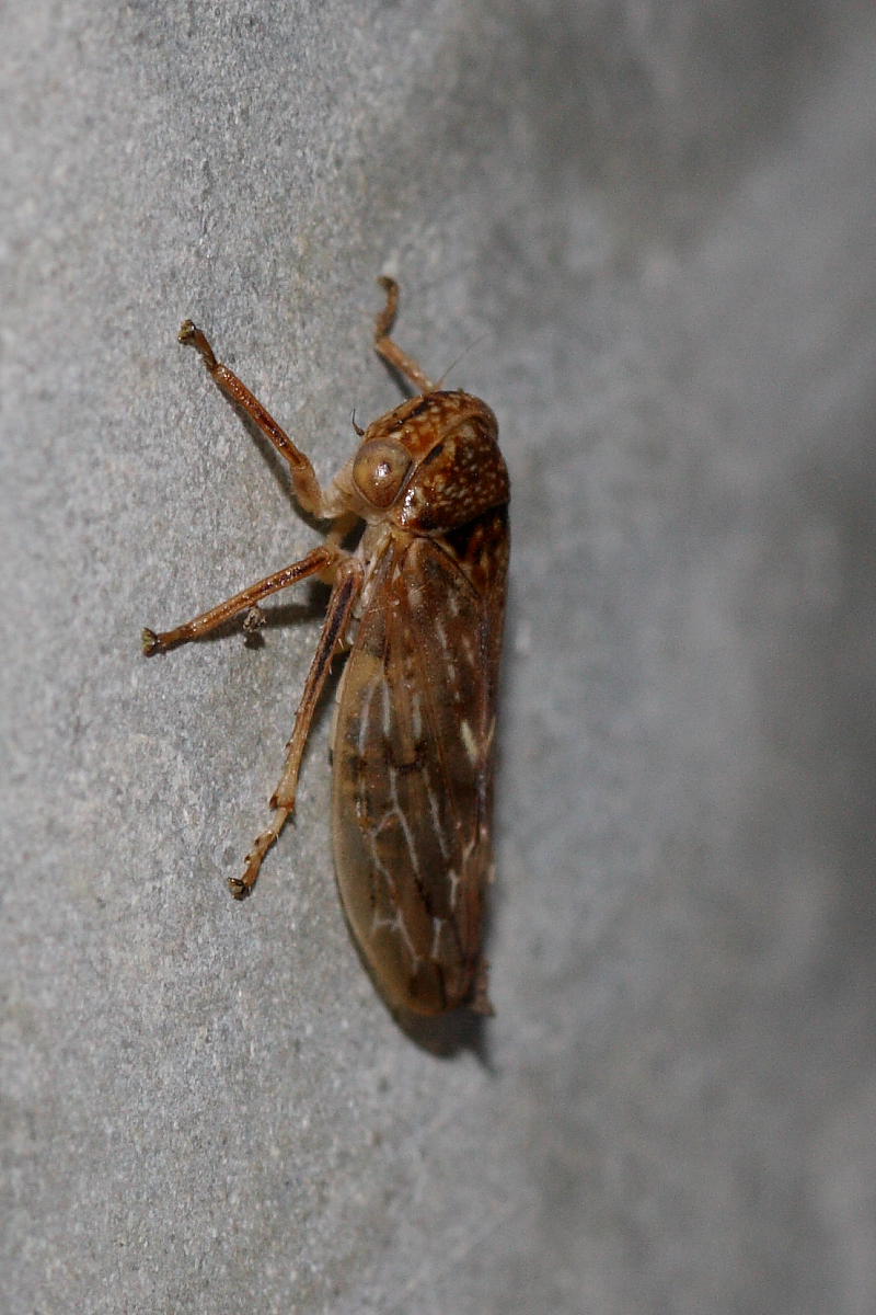 Da identificare: Rhytidodus decimusquartus dalle Marche